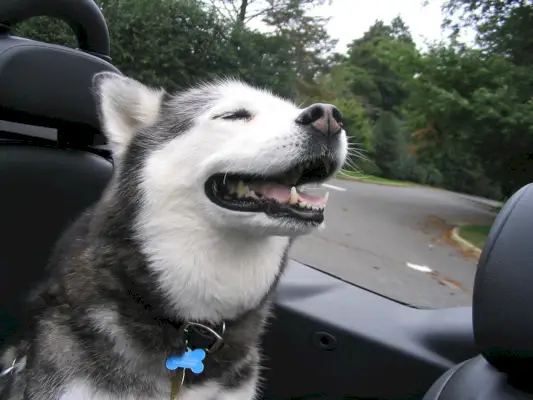 Scatenare lo spirito della natura selvaggia: il simbolismo dell'Alaskan Husky