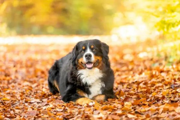 Tampilan jarak dekat dari anjing gunung Bernese yang manis di musim gugur