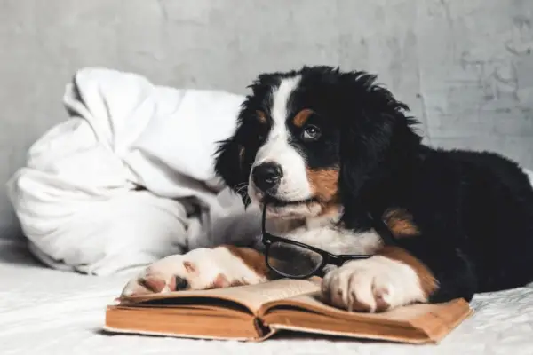 Lindo perro de montaña bernés con camisa roja sobre una manta con un libro y gafas