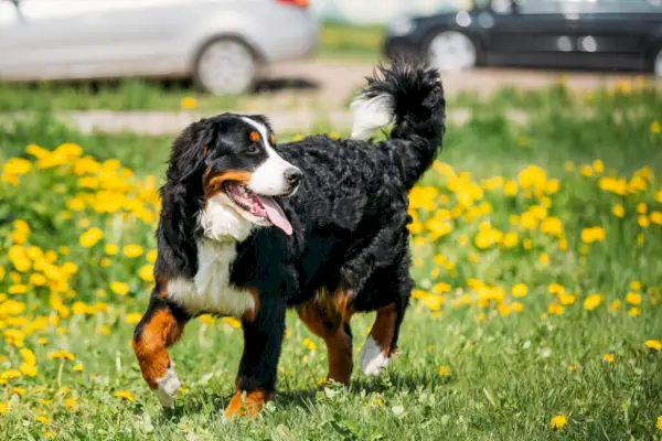 Bernski planšarski pes Berner Sennenhund Igra na prostem v zelenem okolju