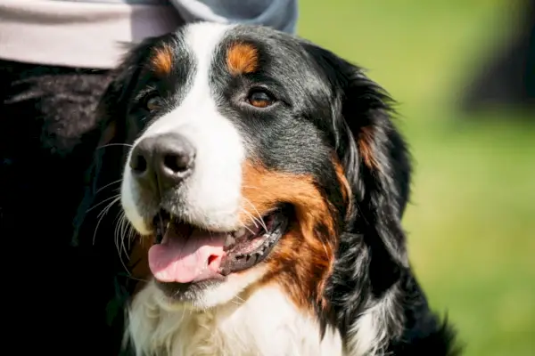 Berneński pies pasterski Berner Sennenhund z bliska