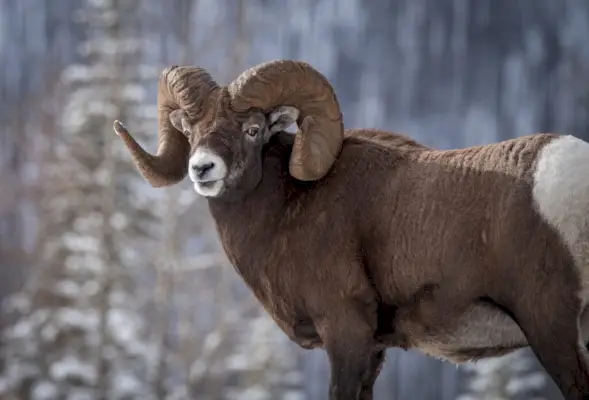 Bighorn Sau Ram om vinteren