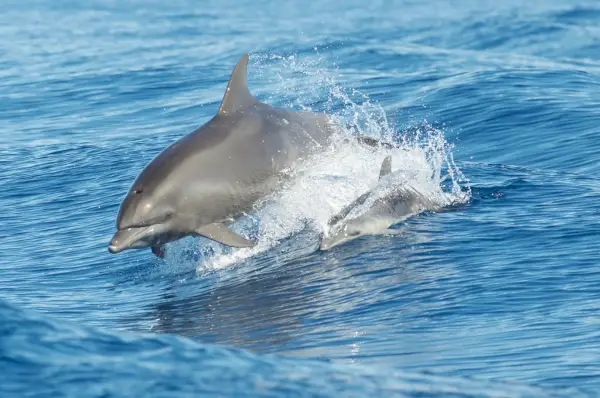 Bottlenose Dolphin Symbolik og Betydning