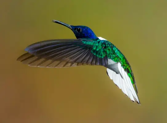 colibrí azul y verde volando