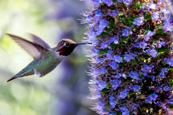 Ejemplos de simbolismo del colibrí