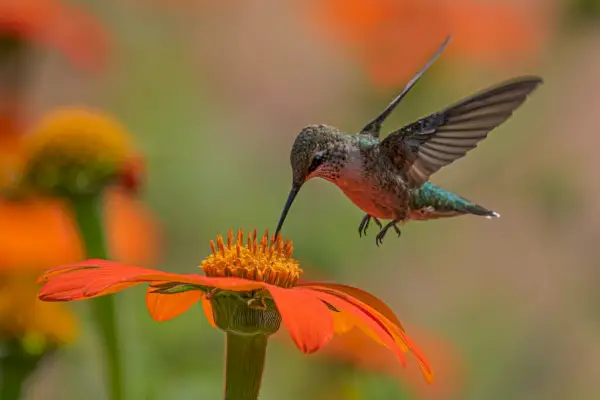 Hummingbird Symbolism as a Spirit Animal