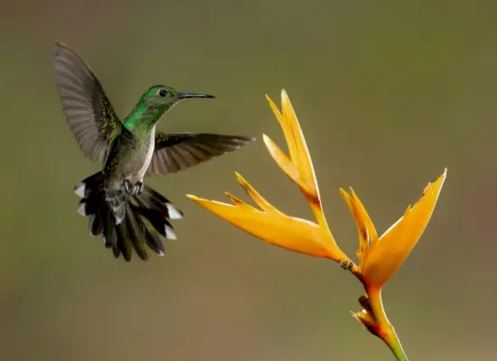 pájaro gris y flor amarilla