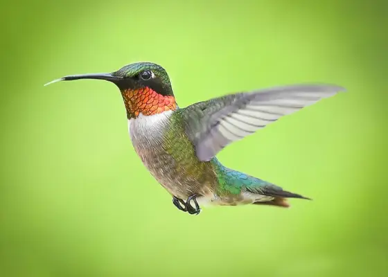 Hummingbird symbolism