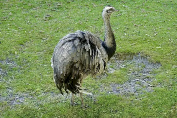 Rhea symbolisme i mytologi