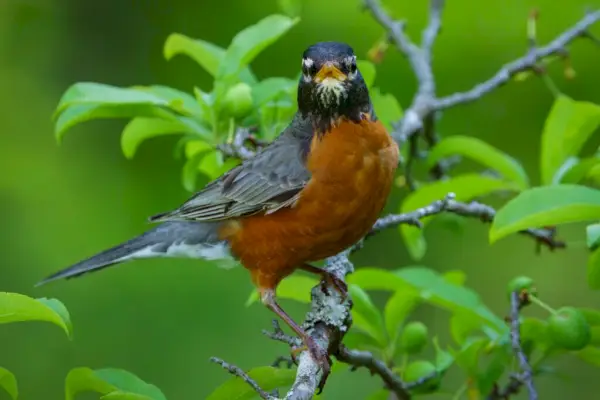 Makna dan Simbolisme Spiritual di Balik Robin