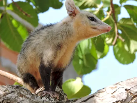 Zarigüeya sentada en un árbol en el campo