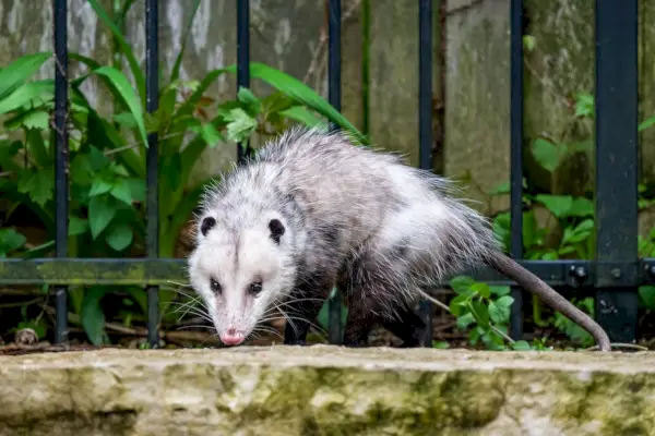 Virginia Opossum Metal Korkuluğun Yanında