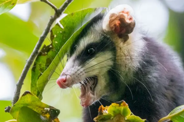 انتقائية من الأبوسوم كبير الأذنين (Didelphis aurita) من الأوراق الخضراء