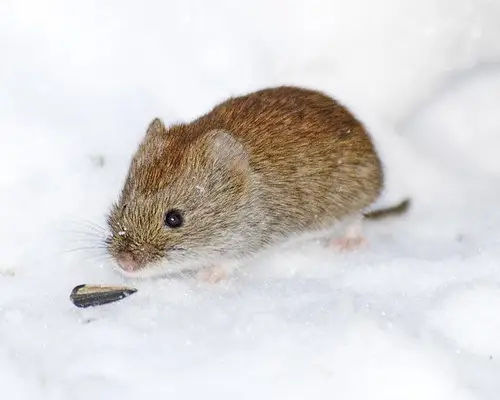 Voluharica simbolika i značenje