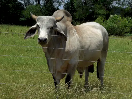 Zebu simbolika