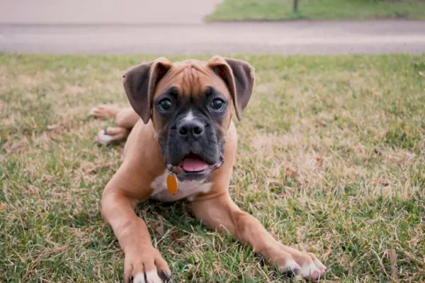 Le chien Boxer en tant que The Fantasy Names