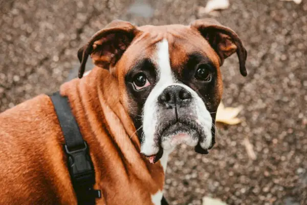 en brun og hvid hund, der står på toppen af ​​et fortov