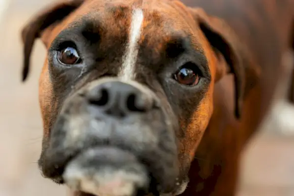 Forstå Boxer Dog Symbolism