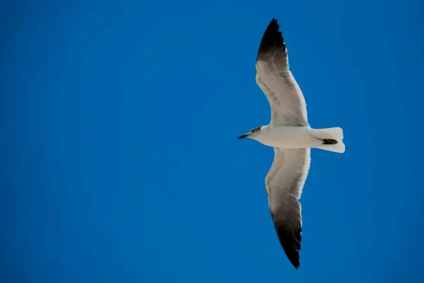 Gaviota