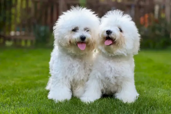 Bichon Frise lurviga vänner.