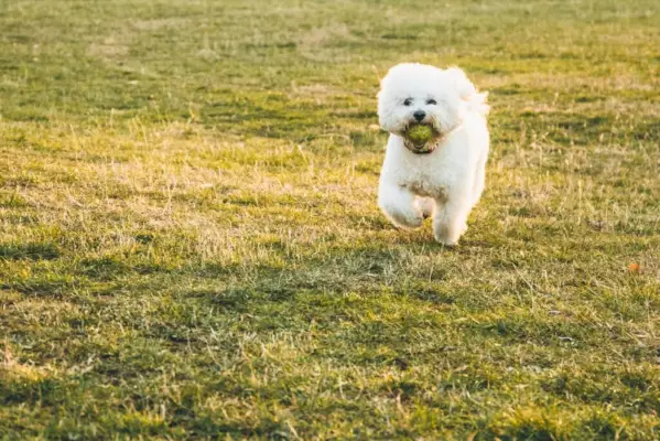 bichon frise, jauks bichon frise suns