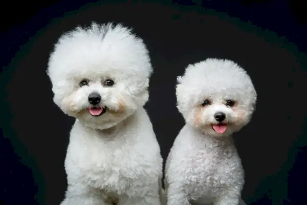 frumosi caini bichon frisee