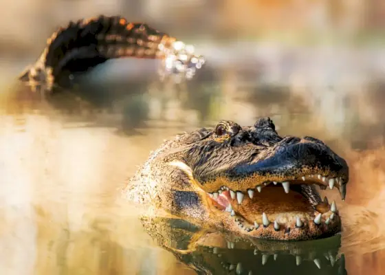 Alligator i vatten med tänder och svans som syns