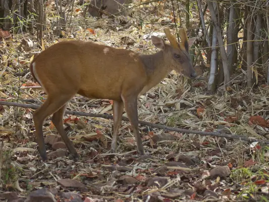 El simbolismo espiritual y el significado detrás del ciervo Muntjac