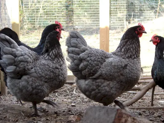 Blå Australorp