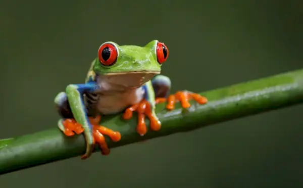 Broasca de copac cu ochi roșii în Costa Rica