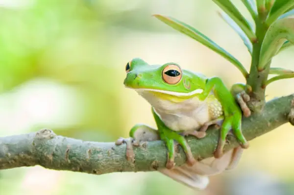 Simbolismo y significado de la rana arborícola