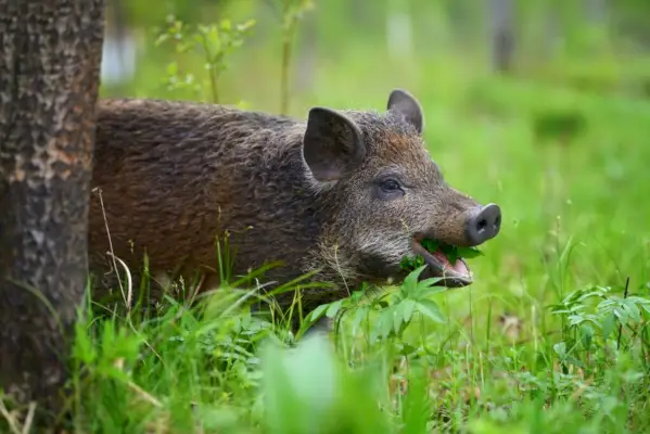 Sanglier sur la forêt