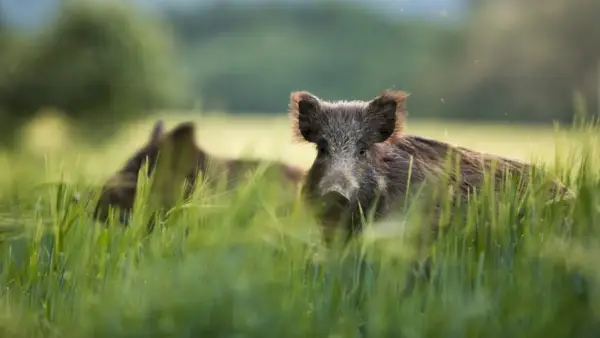 Les sangliers se nourrissent de champs de céréales vertes en été.