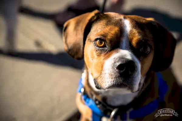 Boglen Terrier Symbolik og Betydning