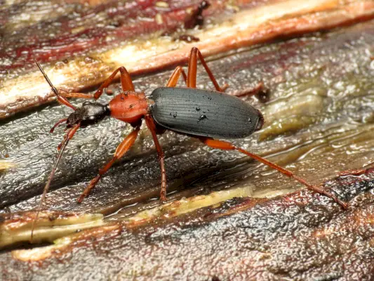 Bombardier Beetle Simbolism și semnificație