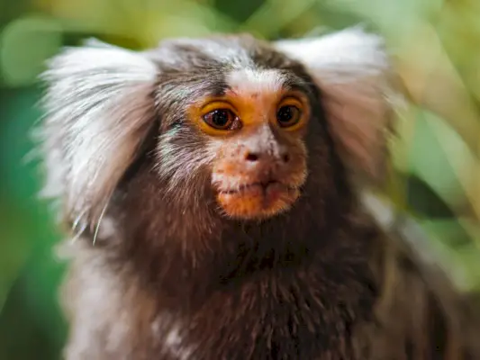 Portret van een schattige marmoset