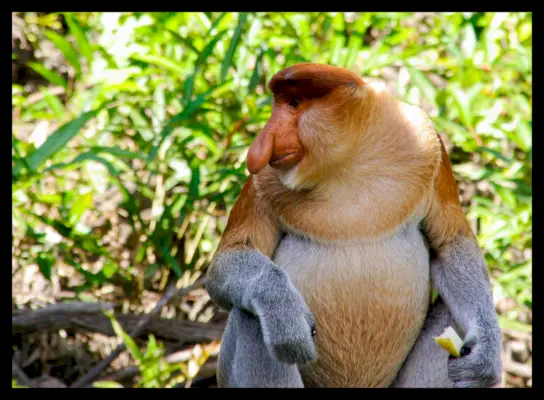 Proboscis Monkey