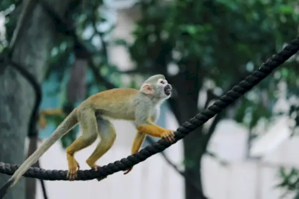 Symbolisme et signification du singe-écureuil