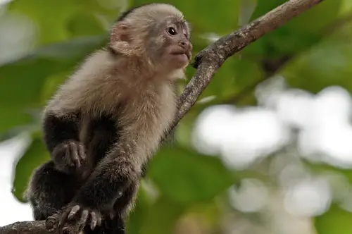 Monyet Capuchin (Cebus capucinus) berwajah putih