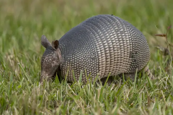 een gordeldier dat met zijn poten in de lucht door hoog gras loopt