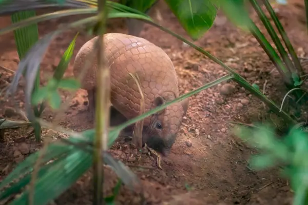 Armadillo brazilian cu trei benzi (Tolypeutes tricinctus)