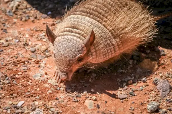 Armadillo berbulu kecil