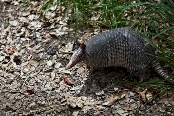 Primer plano de un armadillo