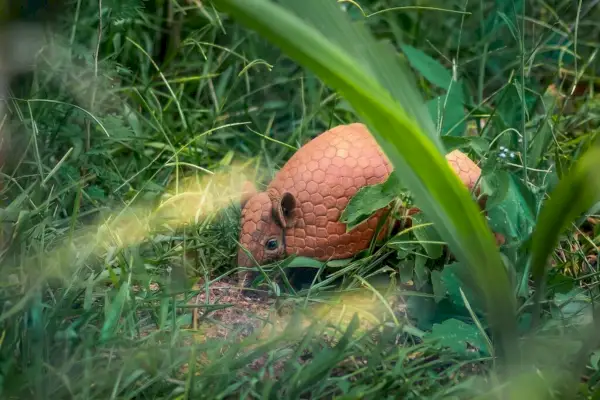 Brasiliansk trebandig bältdjur (Tolypeutes tricinctus)