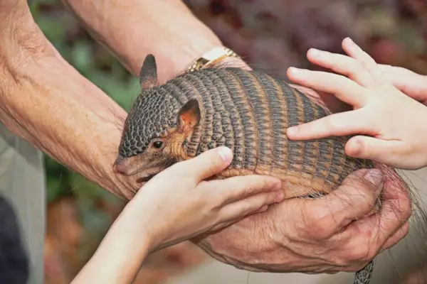 Attività educativa allo zoo: i bambini imparano fatti divertenti sul raro armadillo accarezzandolo in sicurezza