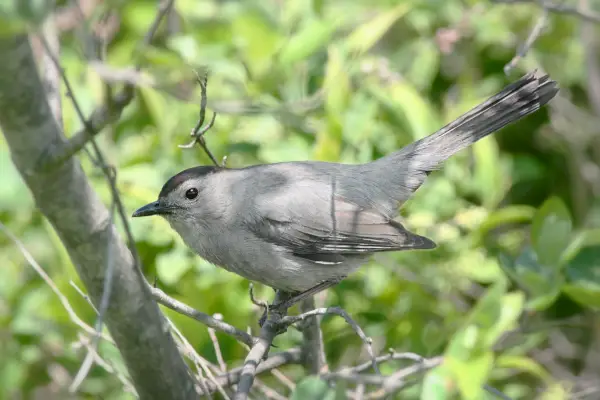 Symbolisme et signification du oiseau-chat gris