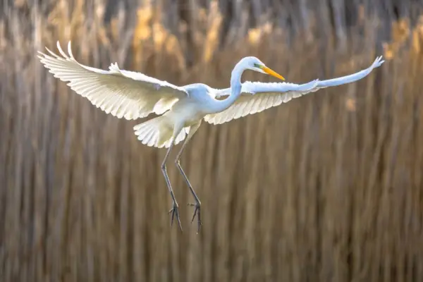 Grande Aigrette volant