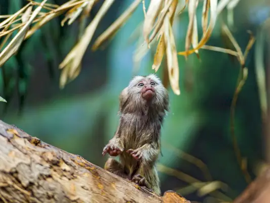 Marmoset Sembolizmi ve Anlamı