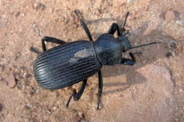 Pinacate Stink Beetle - Zion Nat