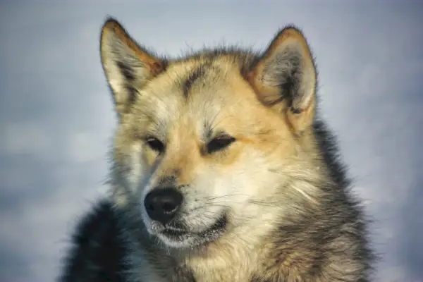 Nahaufnahme des Gesichts eines Grönlandhundes an einem sonnigen Tag vor einem verschwommenen verschneiten Hintergrund